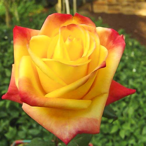 Großblumige Rose Sun City  interface.image 1 interface.art 6245